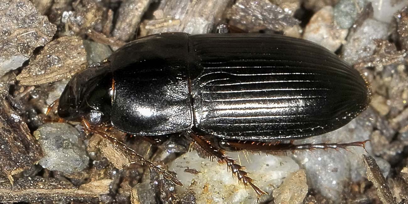 Amara?  No, Harpalus cfr. anxius